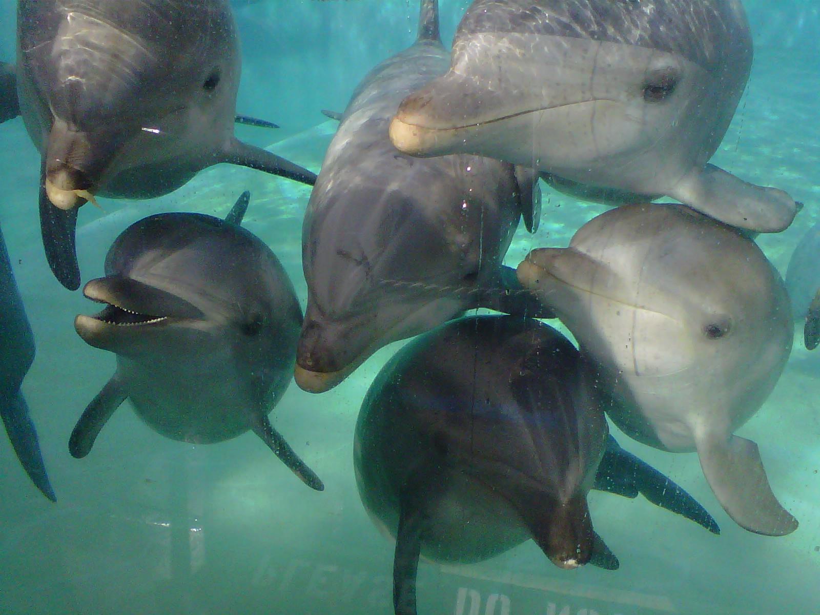 SeaWorld's Dolphins touching a windows tinted by us